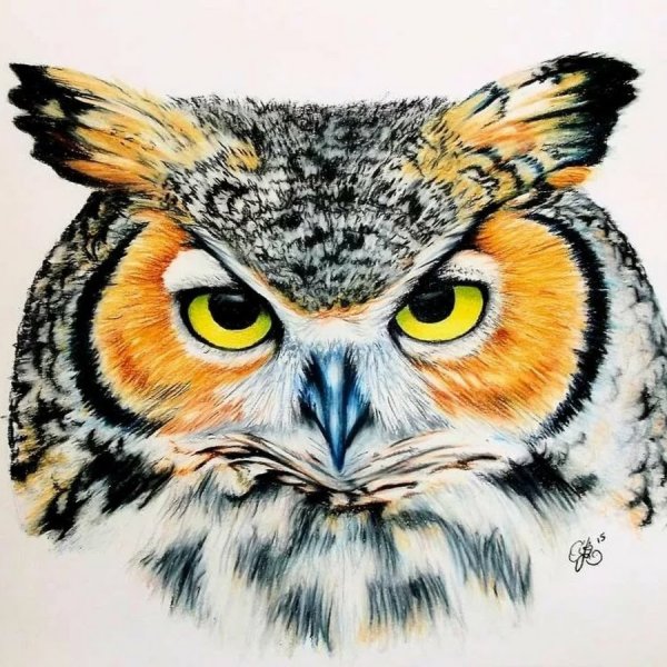 Мордочка Совы