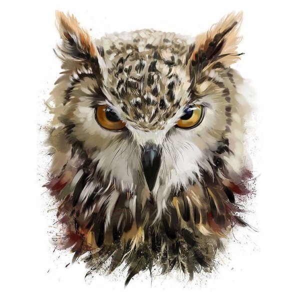 Хмурая Сова