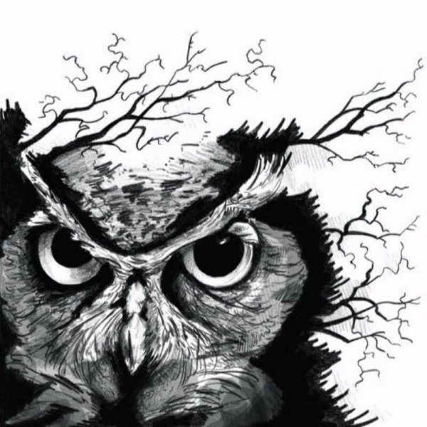 Сова рисунок черно-белый