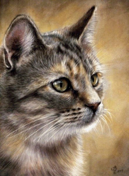 Фотопортрет кошки