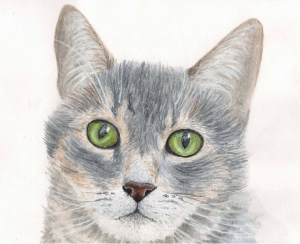 Кошка реалистичная карандашом