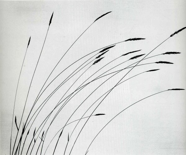 Колыхание травы на ветру