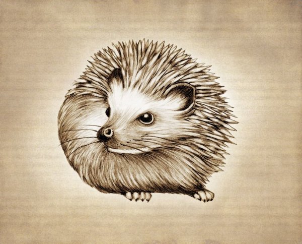 Красивый Ежик рисунок