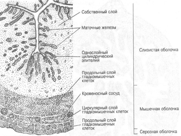 Мышечная оболочка матки гистология