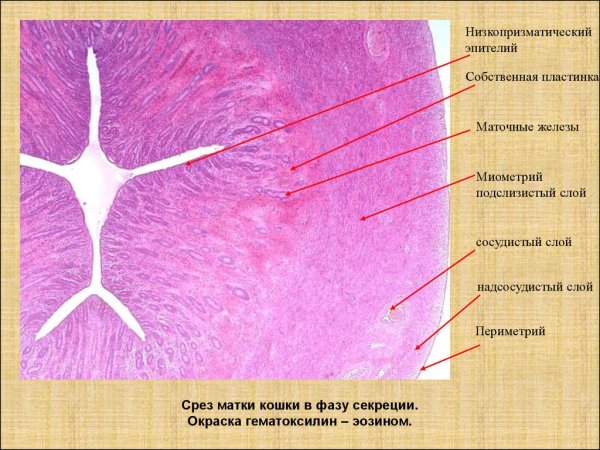 Матка кошки гистология препарат
