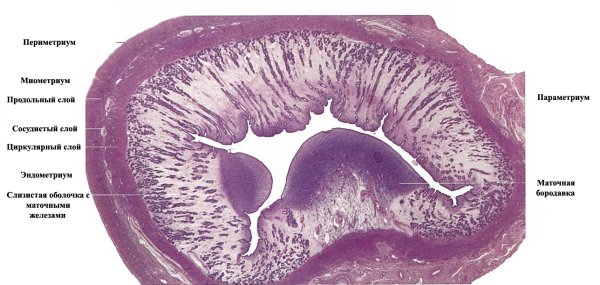 Миометрий матки гистология