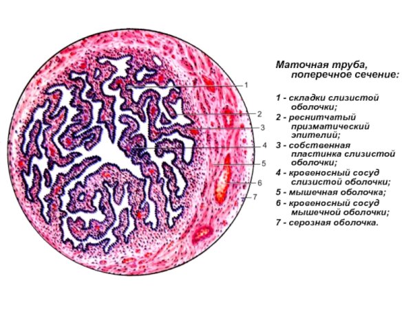 Маточная труба гистология