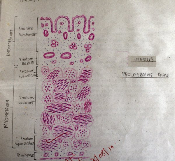 Матка гистология рисунок с обозначениями