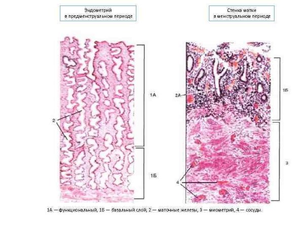 Матка гистология препарат
