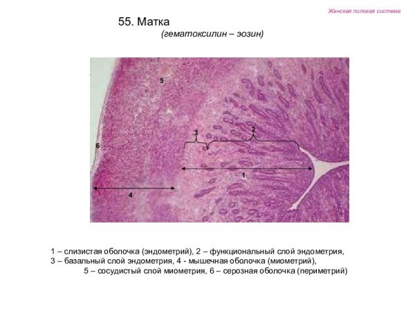 Маточная труба гистология препарат