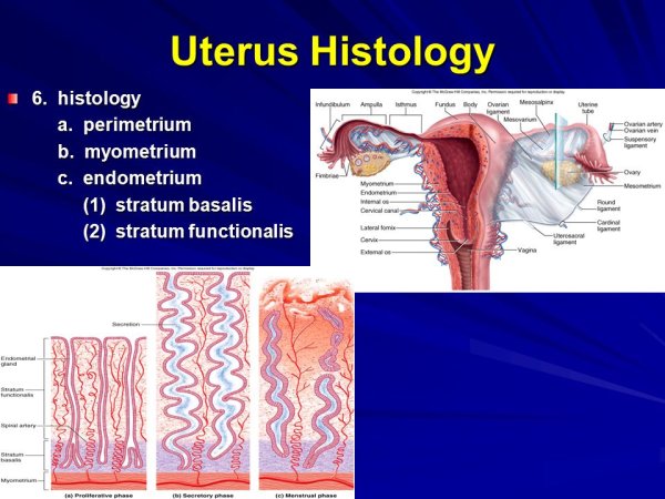 Стенка матки периметрий
