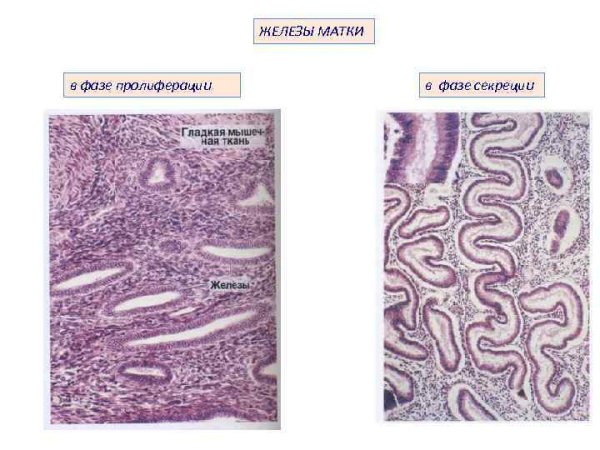 Матка фаза пролиферации гистология
