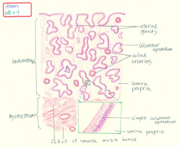 Строение матки гистология рисунок
