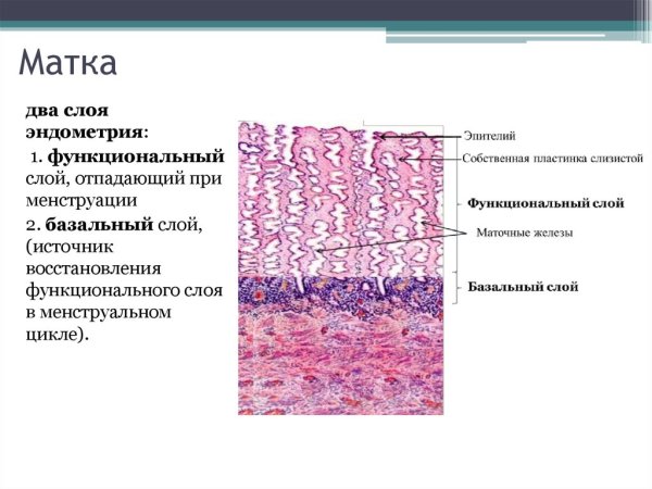Слизистая оболочка матки гистология