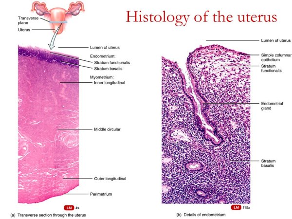 Периметрий матки гистология