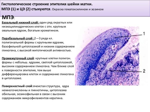 Эпителий шейки матки гистология строение
