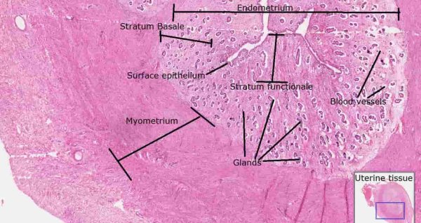 Миометрий матки гистология