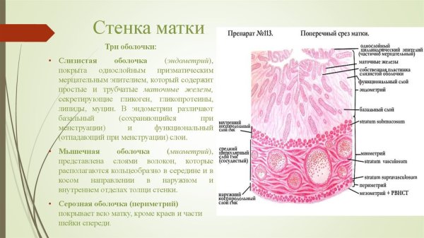 Слизистая оболочка матки гистология