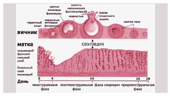Фазы менструального цикла гистология