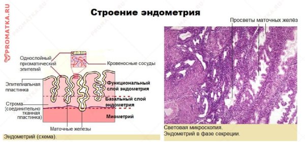 Железистый эпителий Эндо