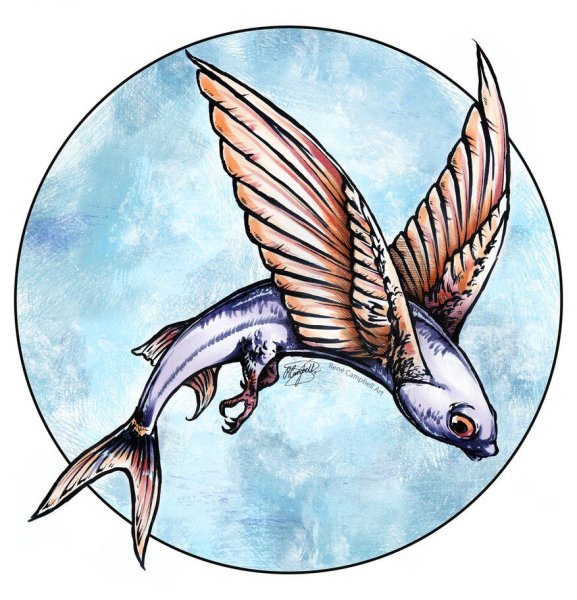 Летучая рыба