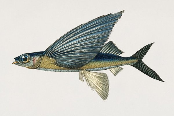 Летающая рыба