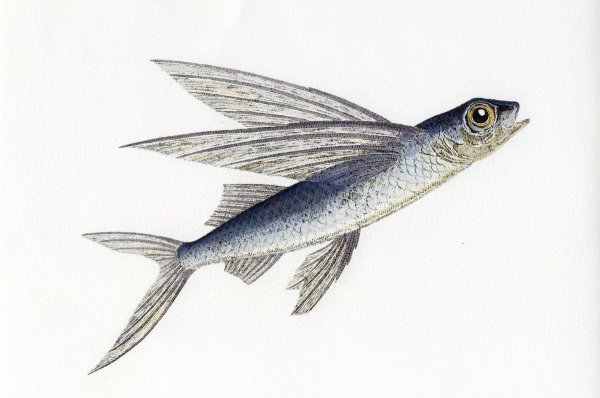 Летучая рыба