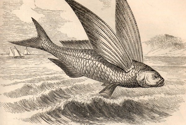 Летучая рыба гравюра