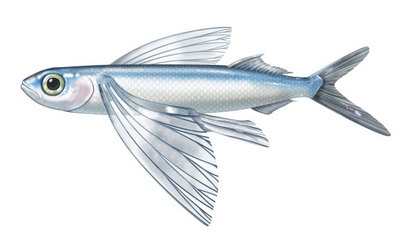 Летучая рыба