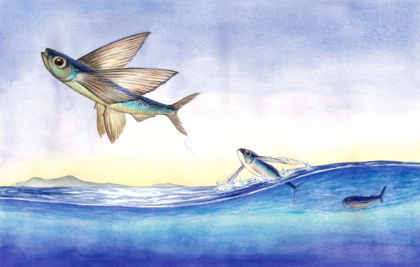 Летающая рыба рисунок