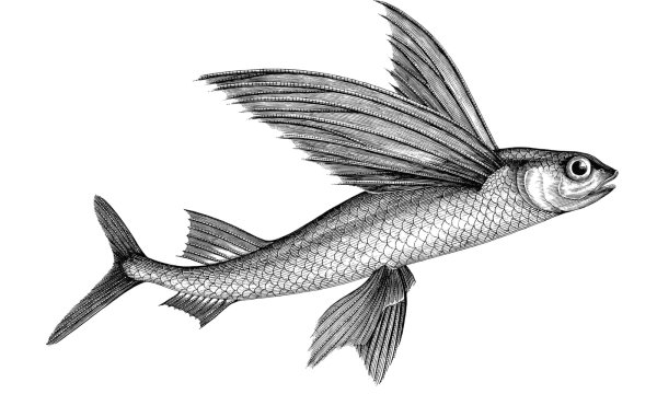 Летучая рыба гравюра
