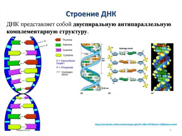 Схема строения молекулы ДНК