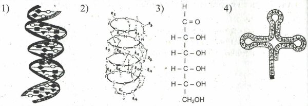 Схема строения наследственной информации