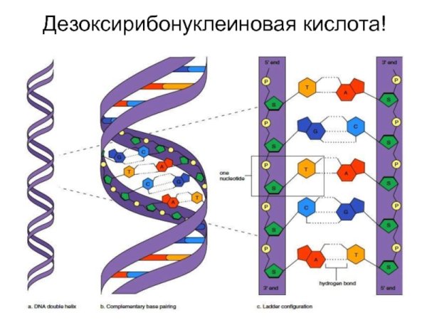 Структура молекулы ДНК