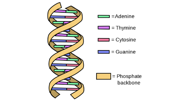 DNA structure