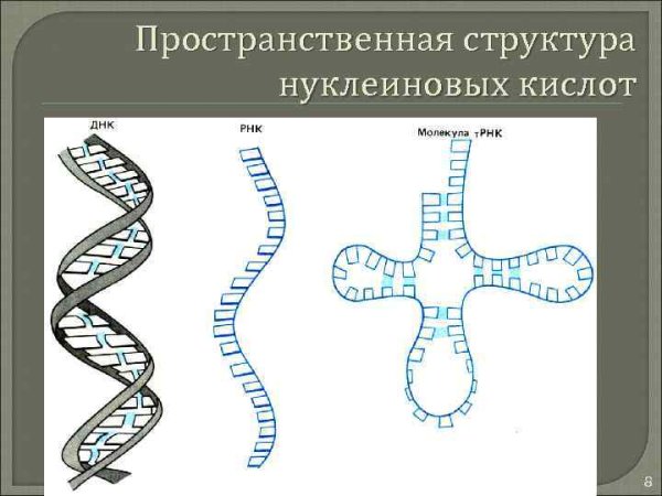 Нуклеиновые кислоты строение ДНК