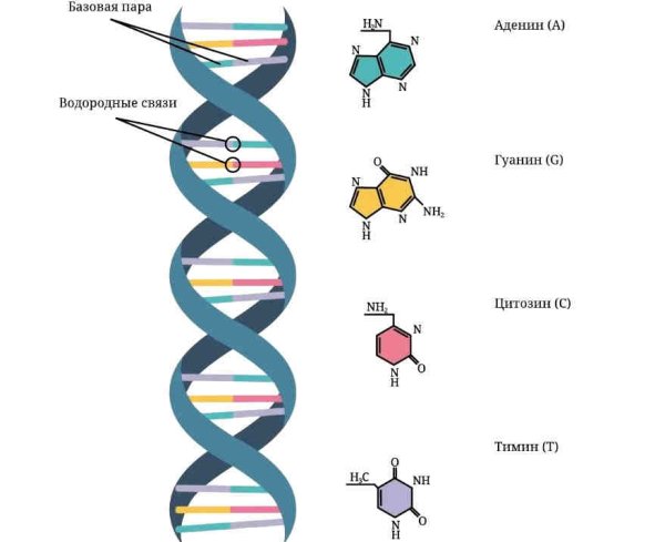Схема строения ДНК