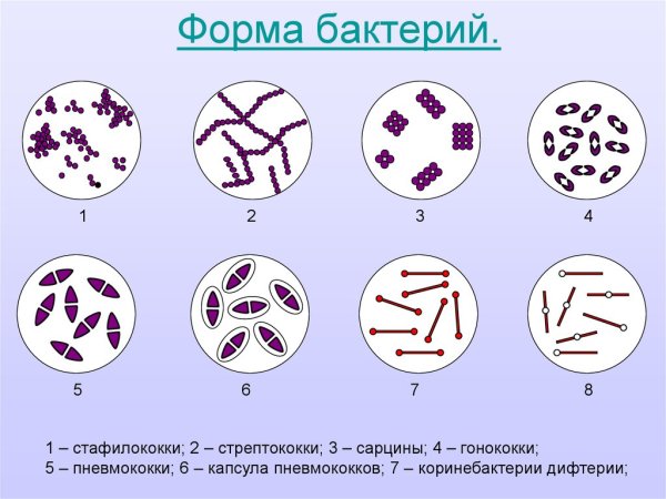 Сарцины морфология