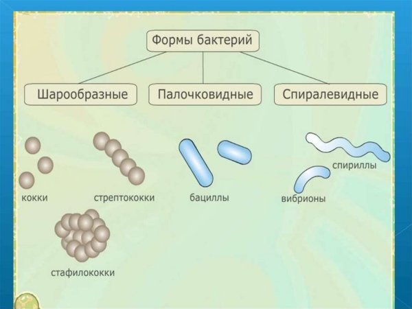 Основные формы бактерий шаровидные палочковидные и извитые