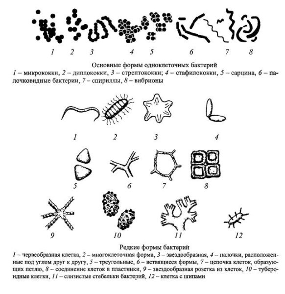 Основные формы бактерий рисунок