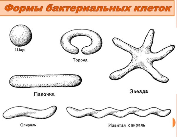 Формы бактериальных клеток схема