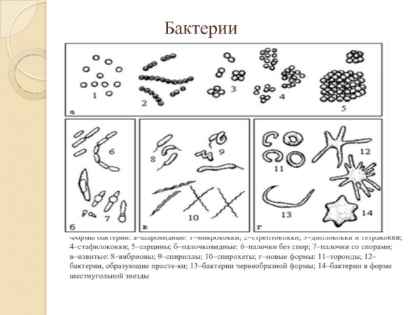 Формы бактериальных клеток