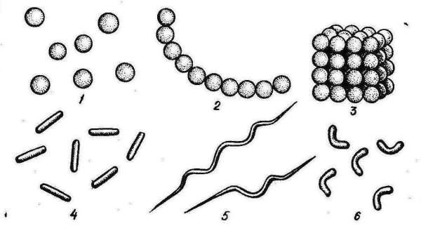 Палочковидные бактерии это вибрионы спириллы бациллы кокки