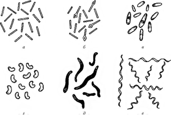 Формы бактерий микробиология
