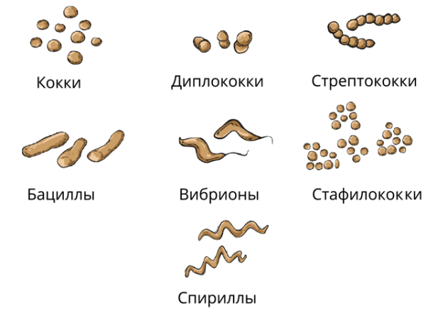 Основные морфологические группы бактерий кокки палочки извитые