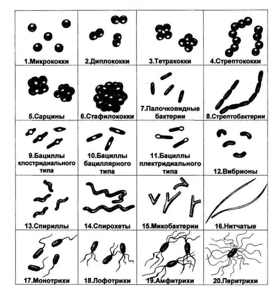 Форма бактерии кокки