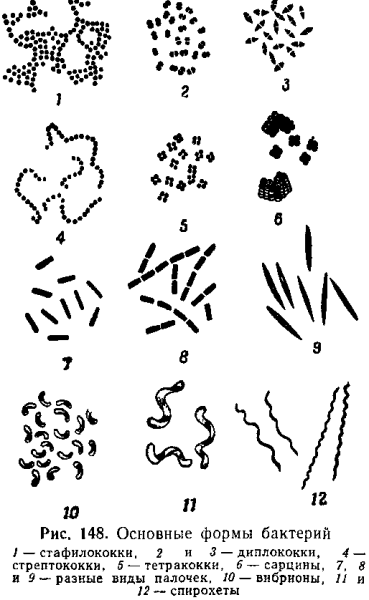 Описание бактерии 5 класс биология