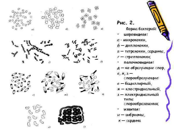 Морфология палочковидных бактерий