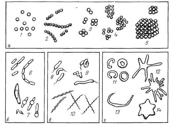 Формы бактерий кокки стафилококки