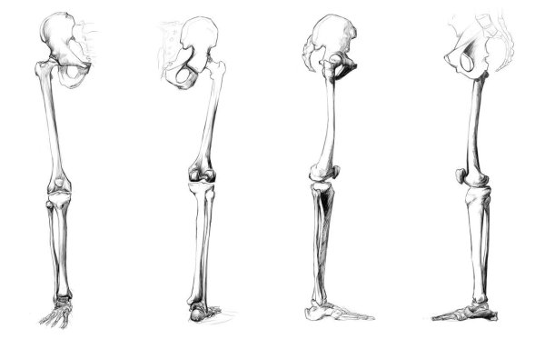 Анатомия кости референс ноги